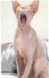 Cat Yawns.jpg