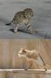 2 legs.jpg