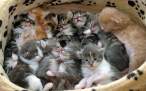 Full basket.jpg