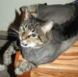 sad_cats_007.jpg
