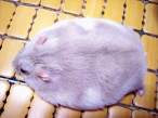 Fat mouse.jpg