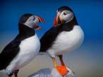 Wierd Birds.JPG