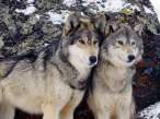 Wolves.JPG