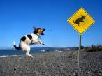 Fly dogs.jpg