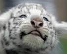 Tiger.jpg