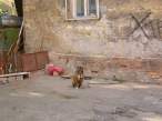 Dog.jpg