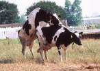 Cows.jpg