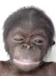 Monkey.jpg