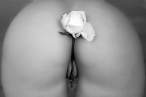 Rose [18+].jpg