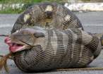 Python Ate a Sheep.jpg