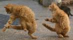 Kitty dance.jpg