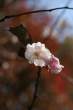 Flower.jpg