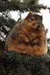 Fat.jpg