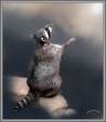 Racoon.jpg