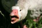Goose.jpg