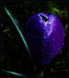 Flower.jpg