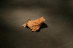 Leaf.jpg