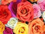 Roses.jpg