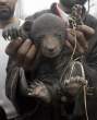 Baby bear.jpg