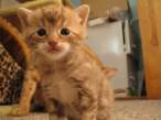 Sad kitty.jpg