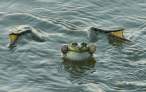 Frog.jpg