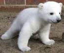 Baby bear.jpg