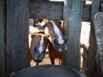 Horses.jpg