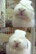 Wabbit.jpg