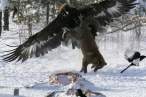 Eagle Catches Fox .jpg