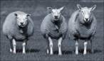 Sheep.jpg