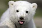 Bear.jpg