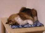 Sleeping kitty.jpg