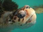 Turtle.jpg