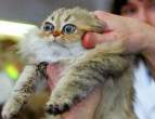 Wide-Eyed Cat.jpg