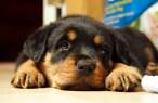 Laying puppy.jpg