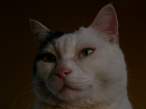 Kitty.jpg