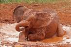 dirty elephant.jpg