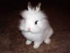 Fluffy Bunny.jpg