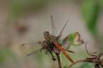Dragonfly.jpg