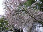Seattle Blossoms.jpg
