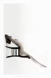 Chair [18+].jpg