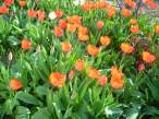 Flowers.jpg