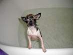 Shaved puppy.jpg