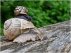Snail mom.jpg