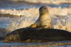 Seal.jpg