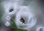 Flower.jpg