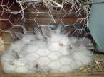 Furry Rabbits.jpg