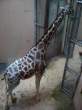 The Real Melman.jpg