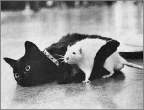 Cat Hugging Rat.jpg