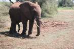 Elephant.jpg